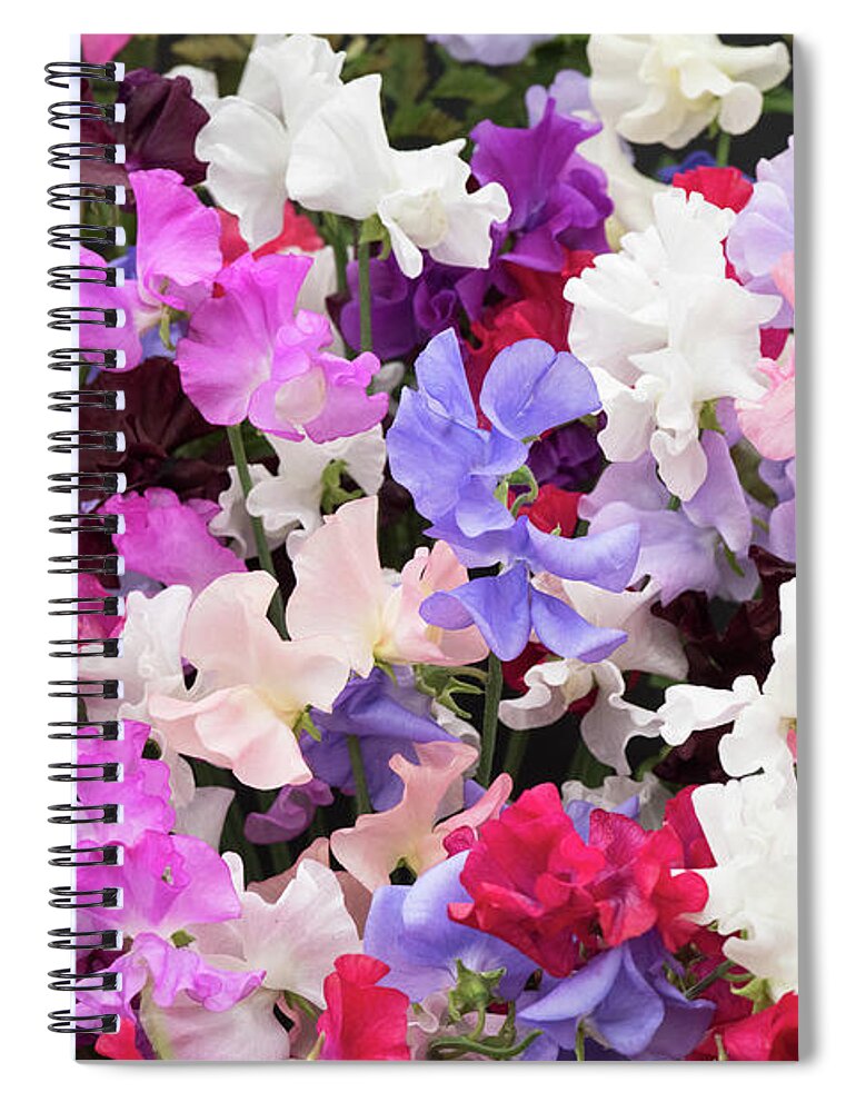 Sweet Pea Spencer Mixed Spiral Notebook featuring the photograph Sweet Pea Spencer Flowers by Tim Gainey