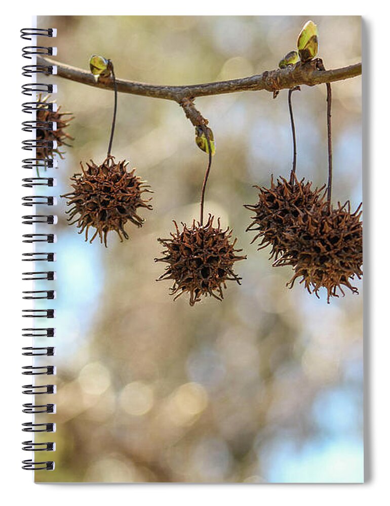Sweetgum Spiral Notebook featuring the photograph Sweetgum Balls n Buds by Alison Frank