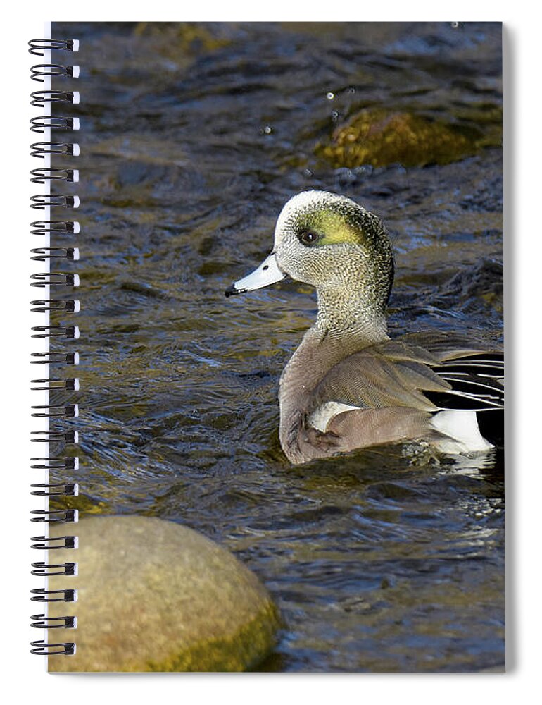 American Wigeon Spiral Notebook featuring the photograph Swim Like a Duck by Judi Dressler