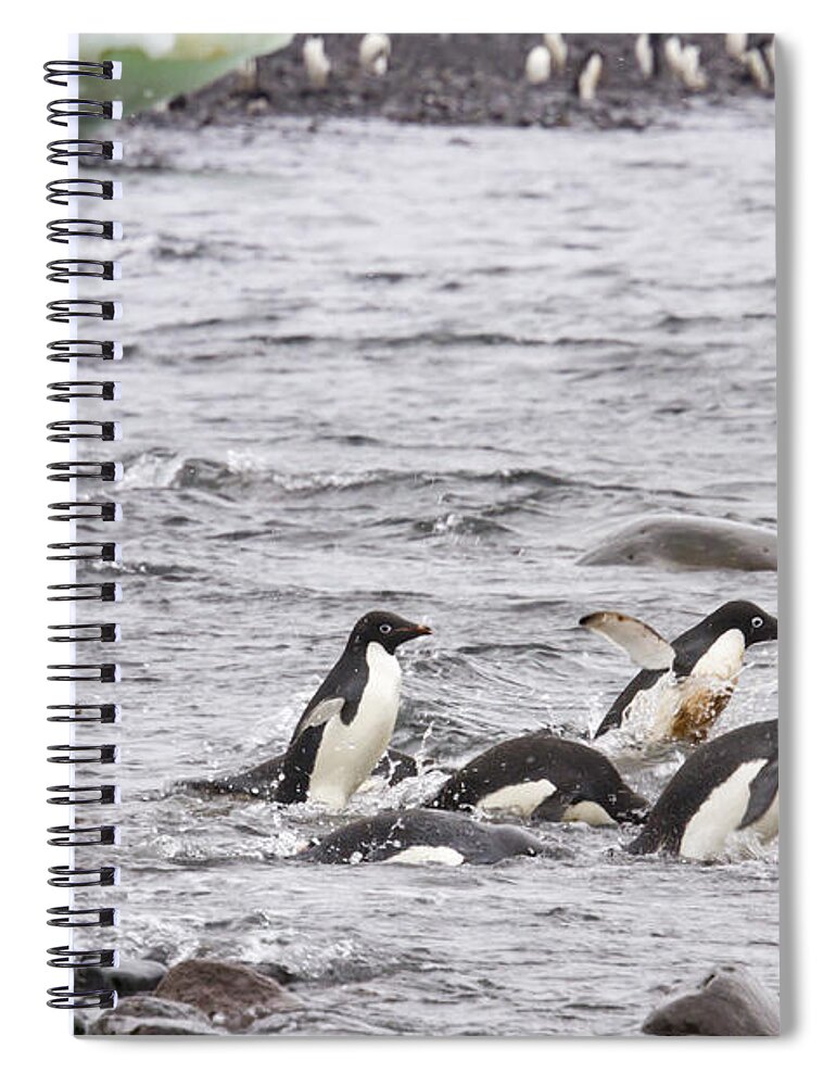 Adelie Spiral Notebook featuring the photograph Swimming adelie penguins, Paulet Island, Antarctica by Karen Foley