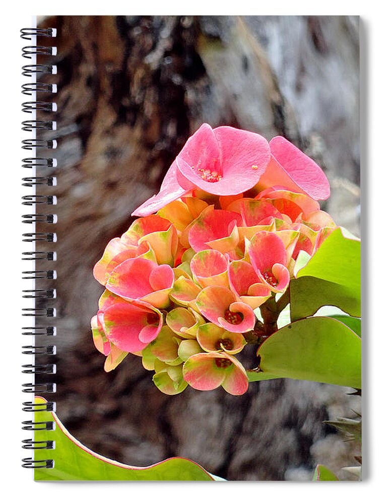 Pink Spiral Notebook featuring the photograph Swirls of Pink by Robert Meyers-Lussier