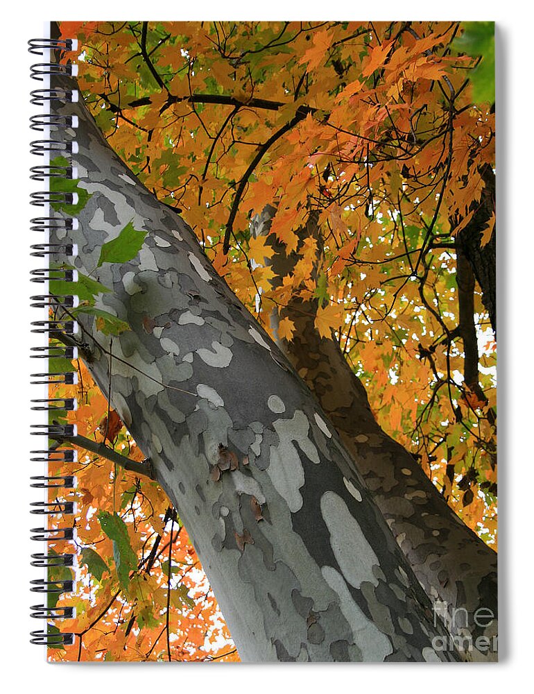 Plant Spiral Notebook featuring the photograph Sycamore Tree in October by Karen Adams