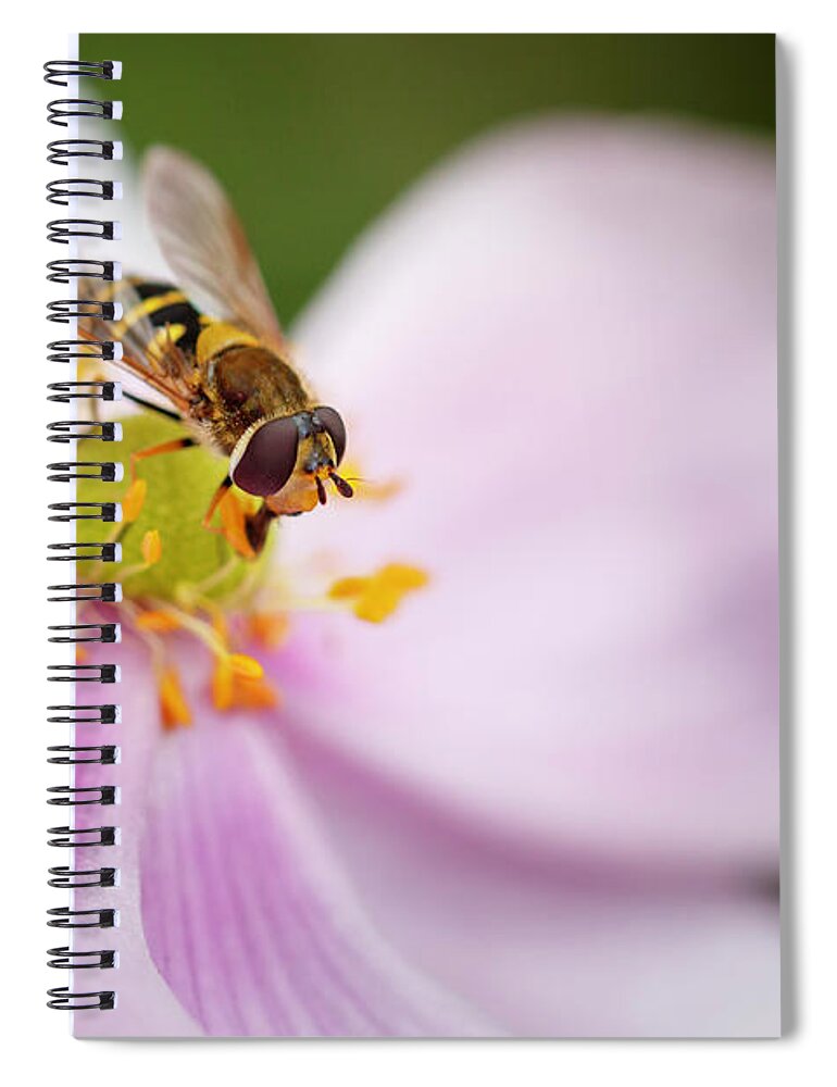 Syrphus Spiral Notebook featuring the photograph Syrphus Ribesii Hoverfly on Flower by Rick Deacon