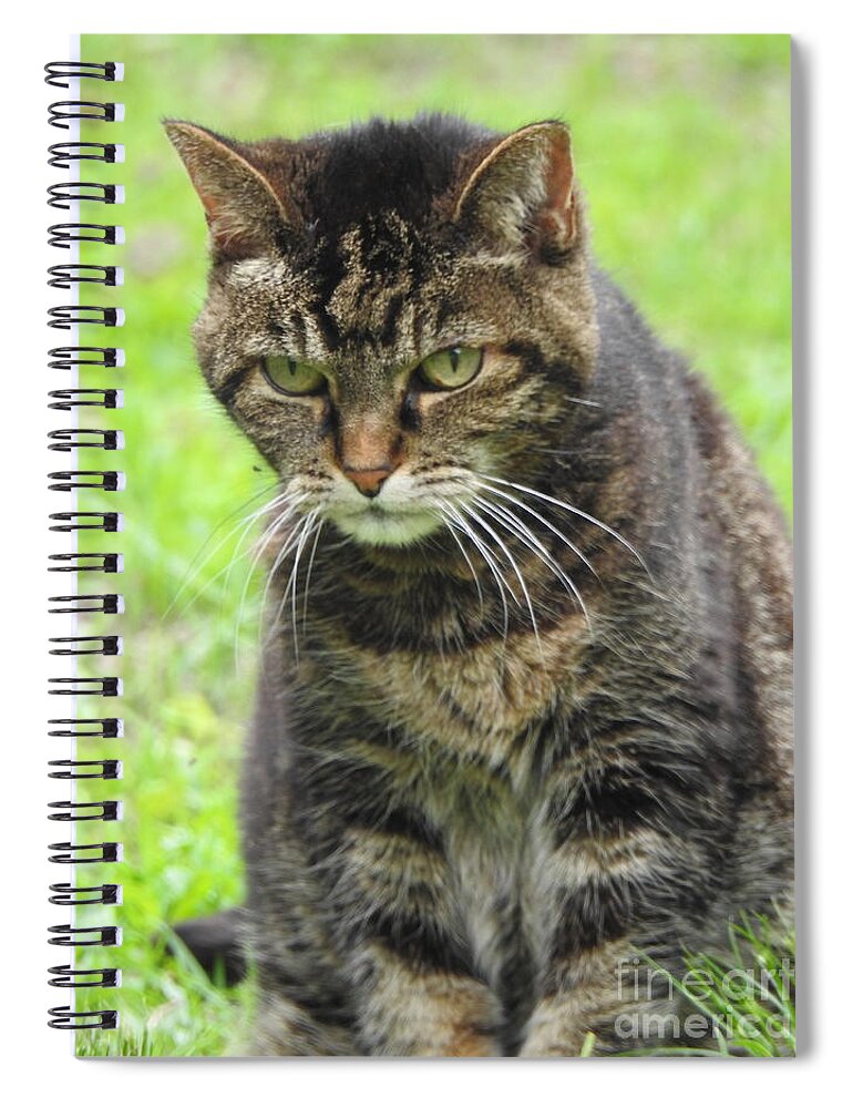 Cat Lover Spiral Notebook featuring the photograph Tabby Cat by Eunice Miller