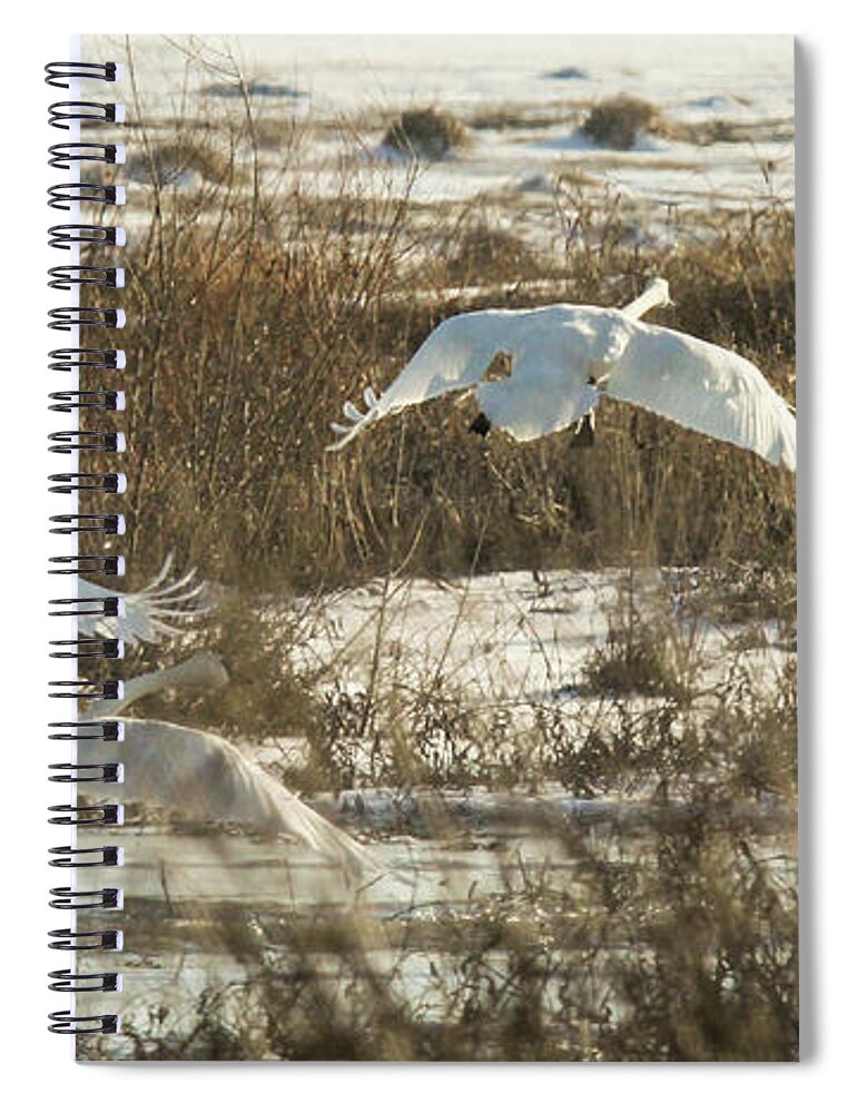 Trumpeter Swans Spiral Notebook featuring the photograph Take Off by Holly Ross