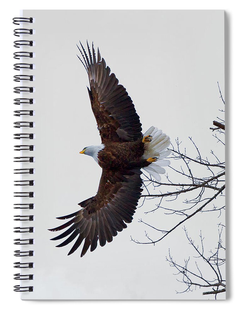 Eagle Spiral Notebook featuring the photograph Take Off by Nancy Dunivin