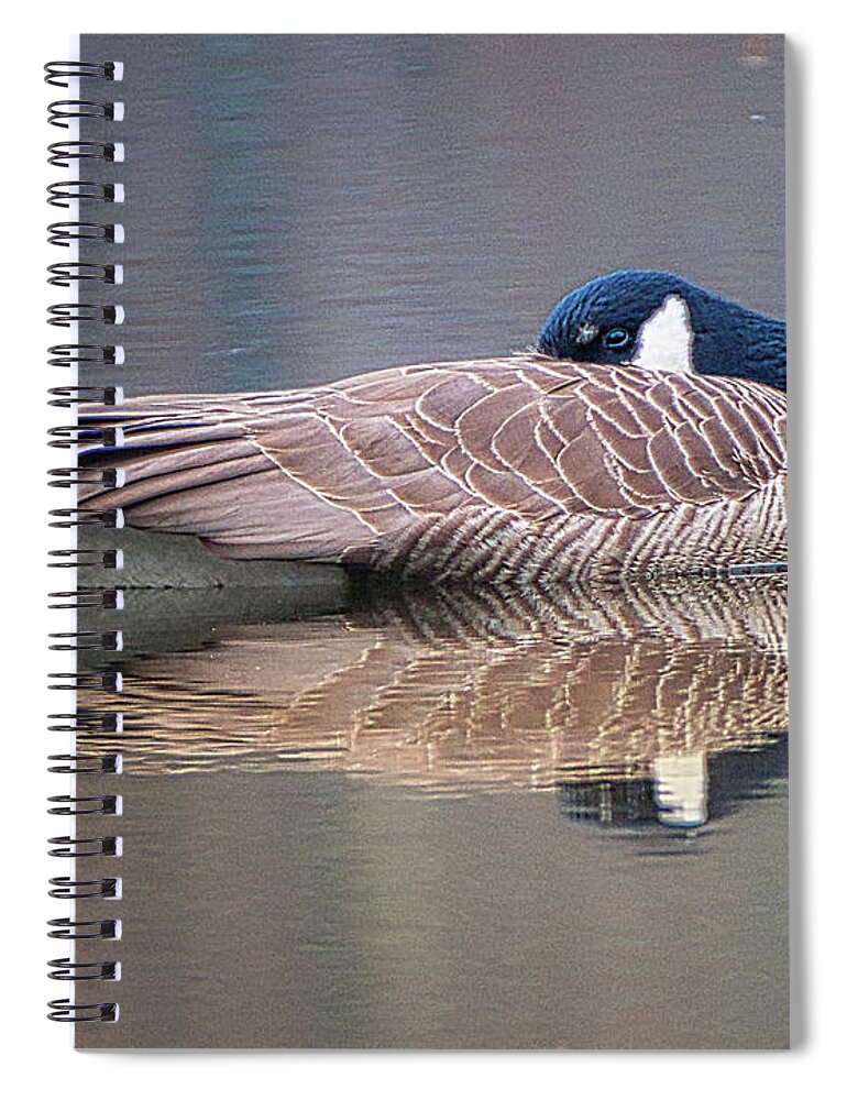 Birds Wildlife Animals Spiral Notebook featuring the photograph Taking a Nap by Paul Ross