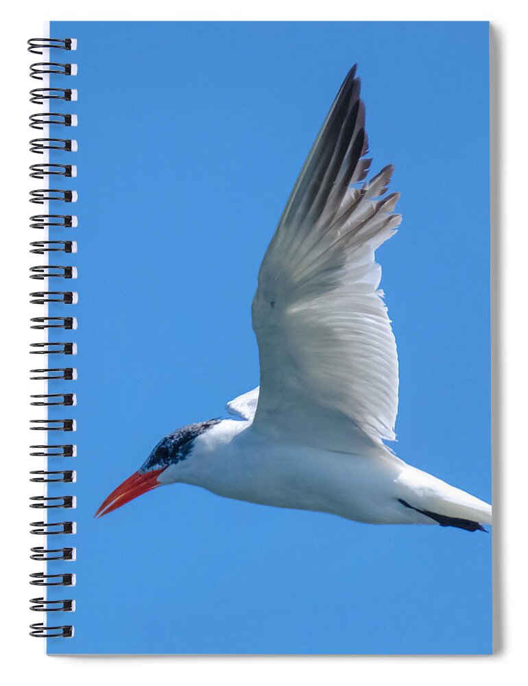 Bird Spiral Notebook featuring the photograph Taking a Tern for the Better by Jeff at JSJ Photography