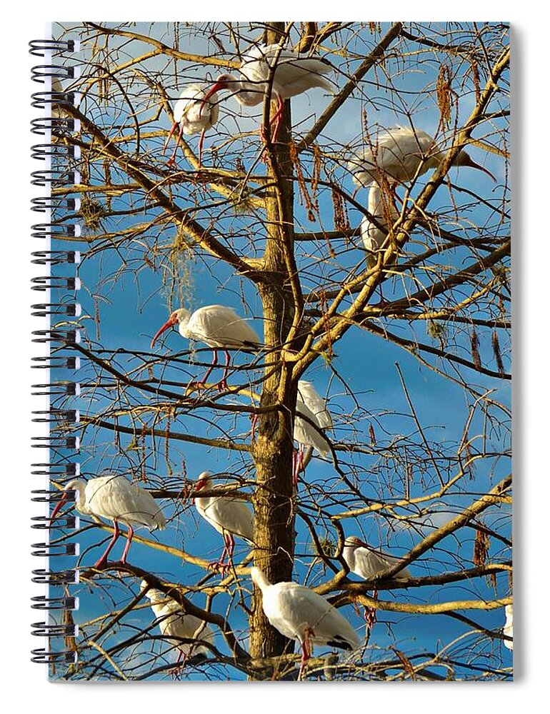 White Ibis Spiral Notebook featuring the photograph Dr. Seuss by Carolyn Mickulas