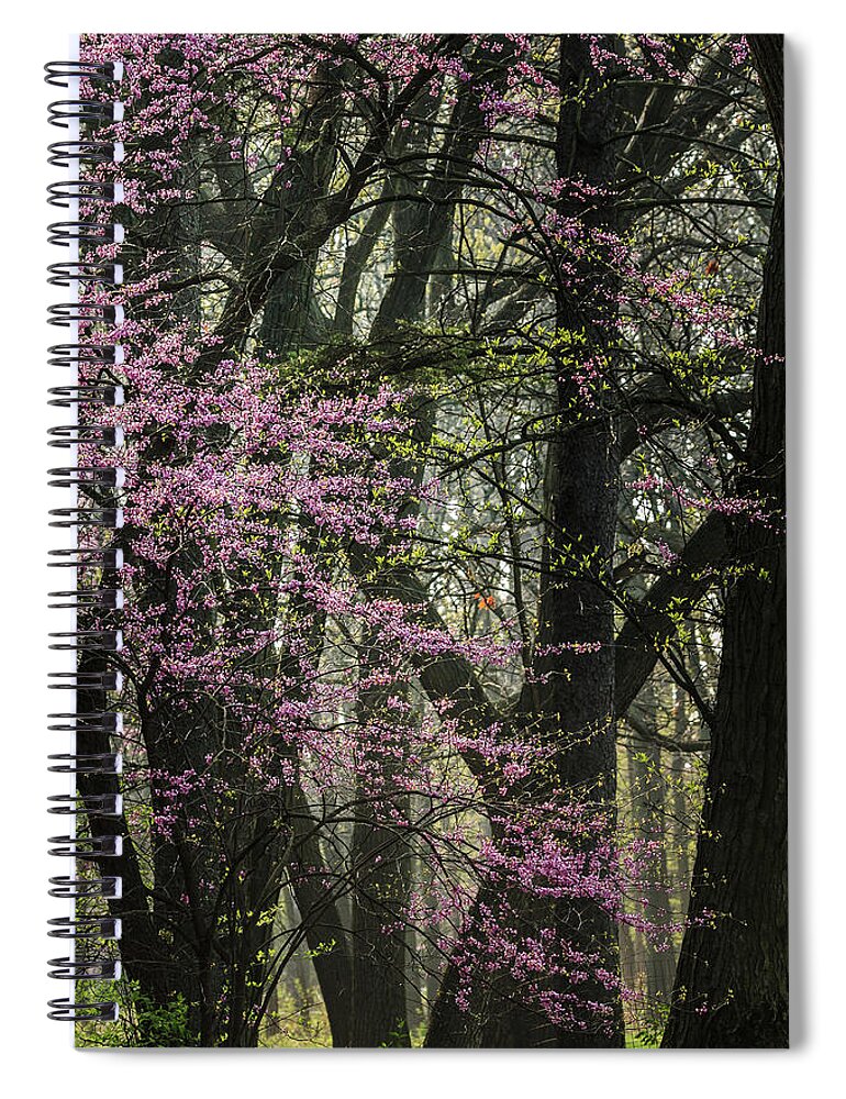 Illinois Spiral Notebook featuring the photograph Tall Red Buds in Spring by Joni Eskridge