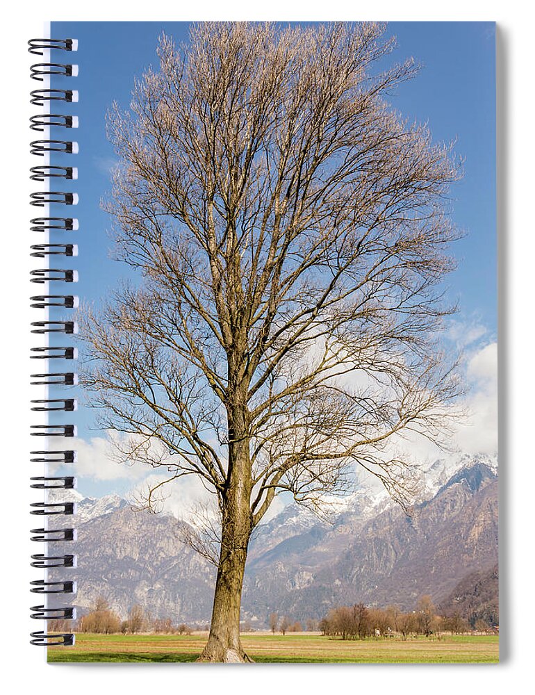 2018 Spiral Notebook featuring the photograph Tall Tree by Pavel Melnikov
