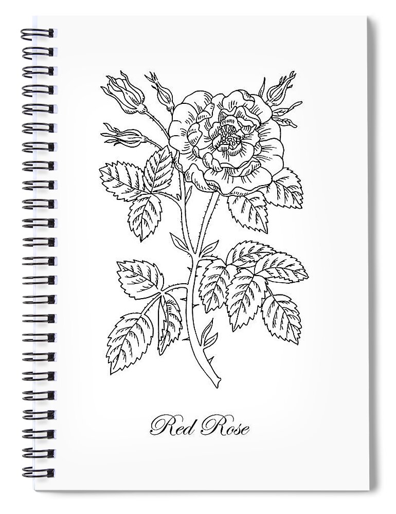 Tea Rose Spiral Notebook featuring the drawing Tea Rose Botanical Drawing Black And White by Irina Sztukowski
