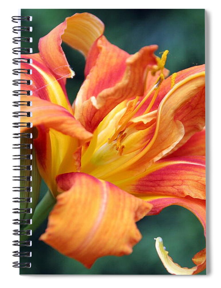 Hemerocallis Hybrid Spiral Notebook featuring the photograph Tequilla Sunrise Daylilly by Valerie Collins