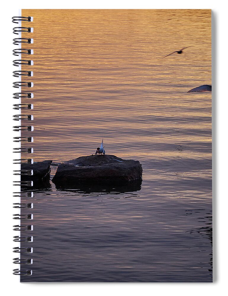 Finland Spiral Notebook featuring the photograph Terns fishing at sunset by Jouko Lehto