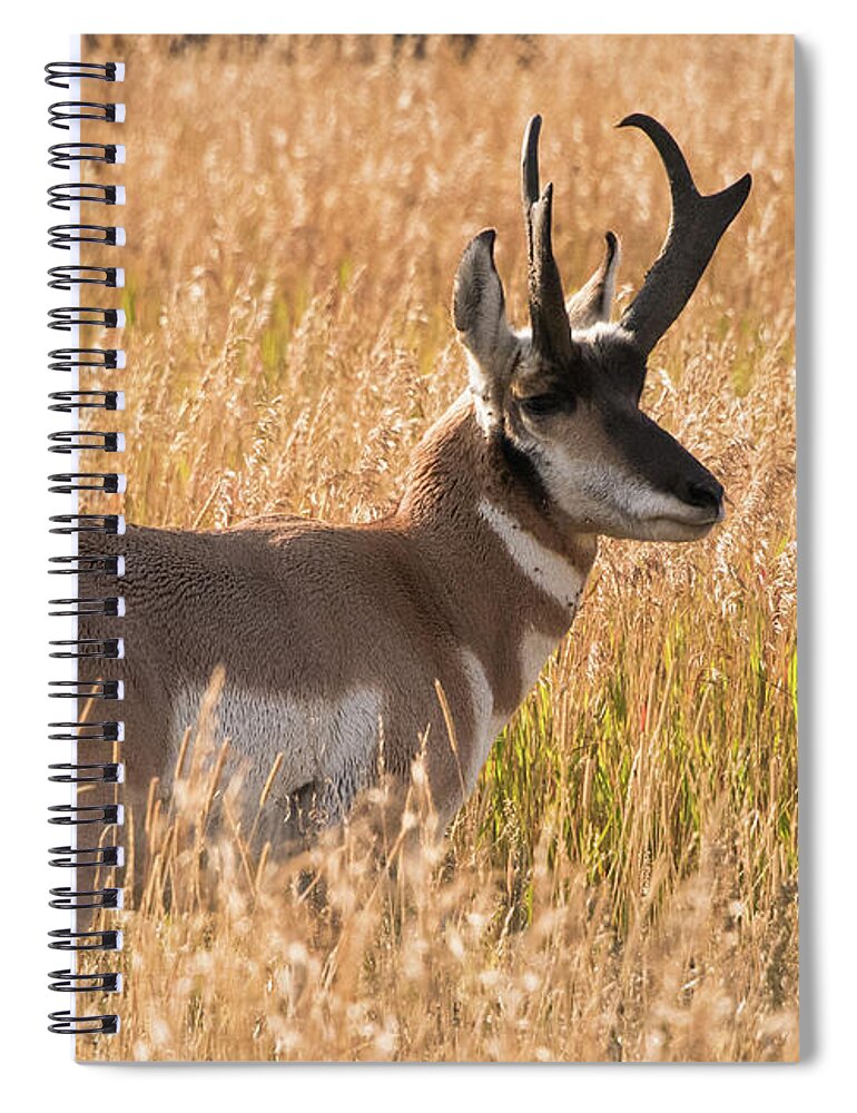 Pronghorn Spiral Notebook featuring the photograph Teton Pronghorn by Jennifer Ancker