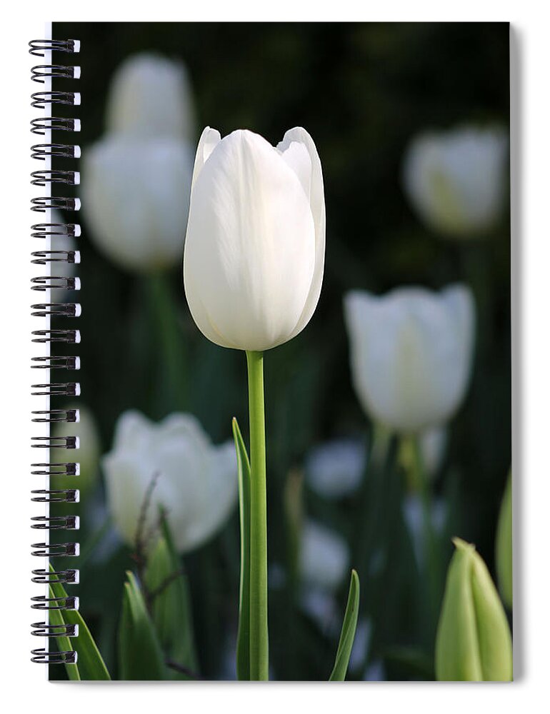 Tulip Spiral Notebook featuring the photograph Texas Blooms 135 by Pamela Critchlow