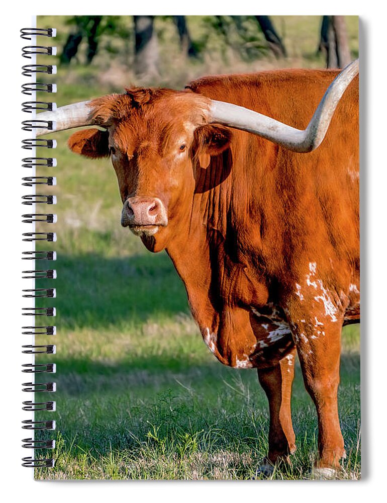 Texas Hill Country Spiral Notebook featuring the photograph Texas Hill Country Longhorn 9962a by Ricardos Creations