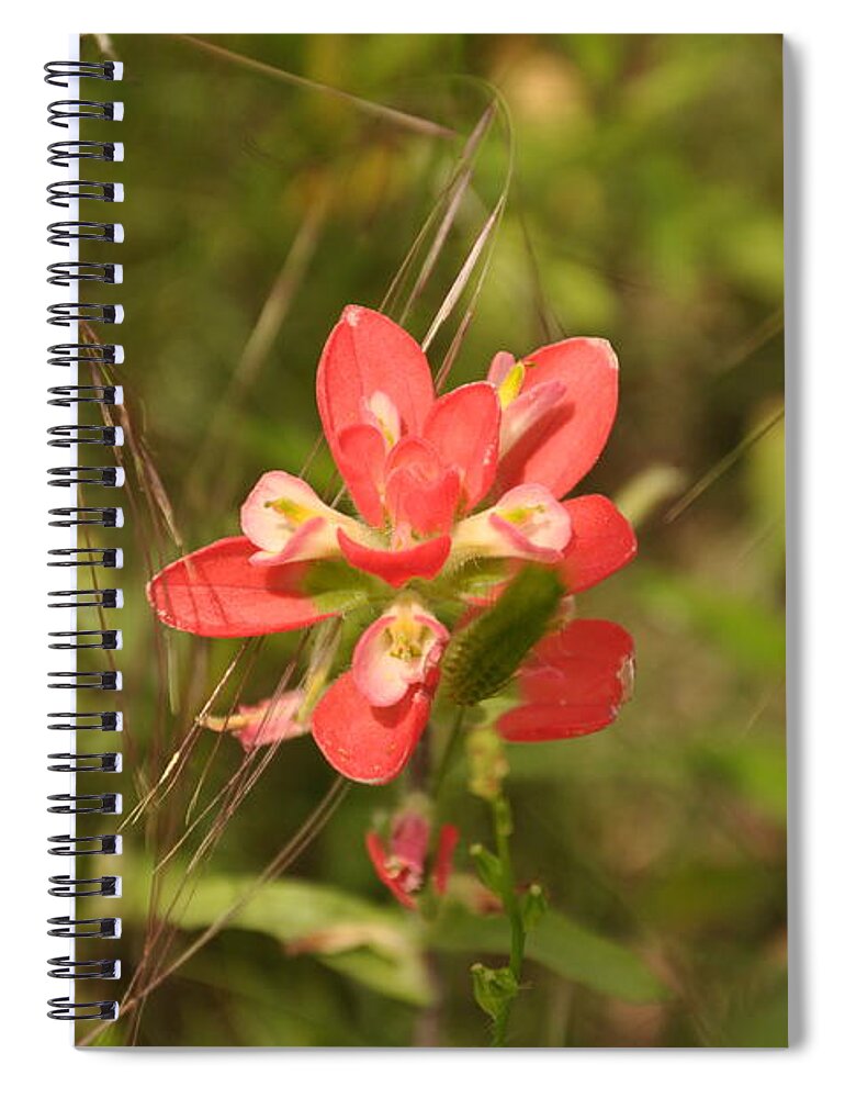 Texas Hill Country Spiral Notebook featuring the photograph Texas Paintbrush by Frank Madia