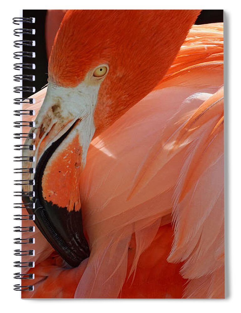 That's The Spot Spiral Notebook featuring the photograph That's the Spot -- American Flamingo at Charles Paddock Zoo in Atascadero, California by Darin Volpe