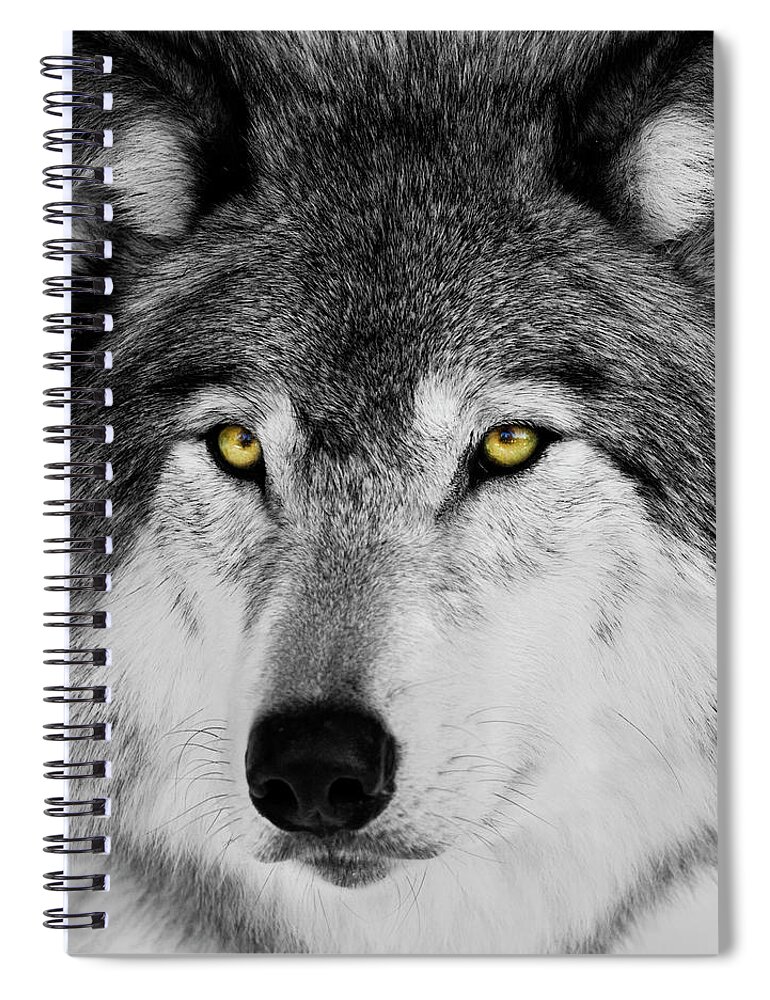 Yellow Eyed Wolf Spiral Notebook featuring the photograph The Alpha Portrait by Mircea Costina Photography