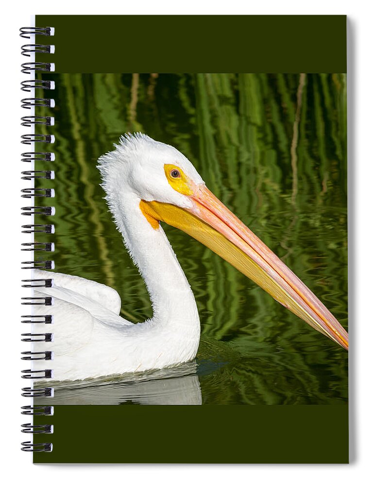 American Spiral Notebook featuring the photograph The American White Pelican by Debra Martz