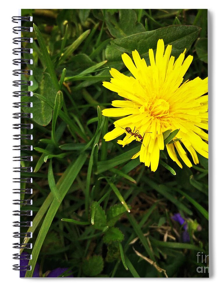Dandelion Spiral Notebook featuring the photograph The Ant and the Dandelion by Robert Knight
