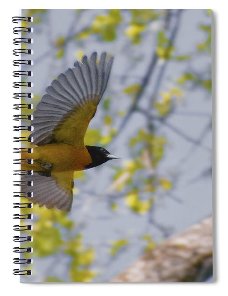 Baltimore Oriole Spiral Notebook featuring the photograph The Baltimore Oriole in-flight by Asbed Iskedjian