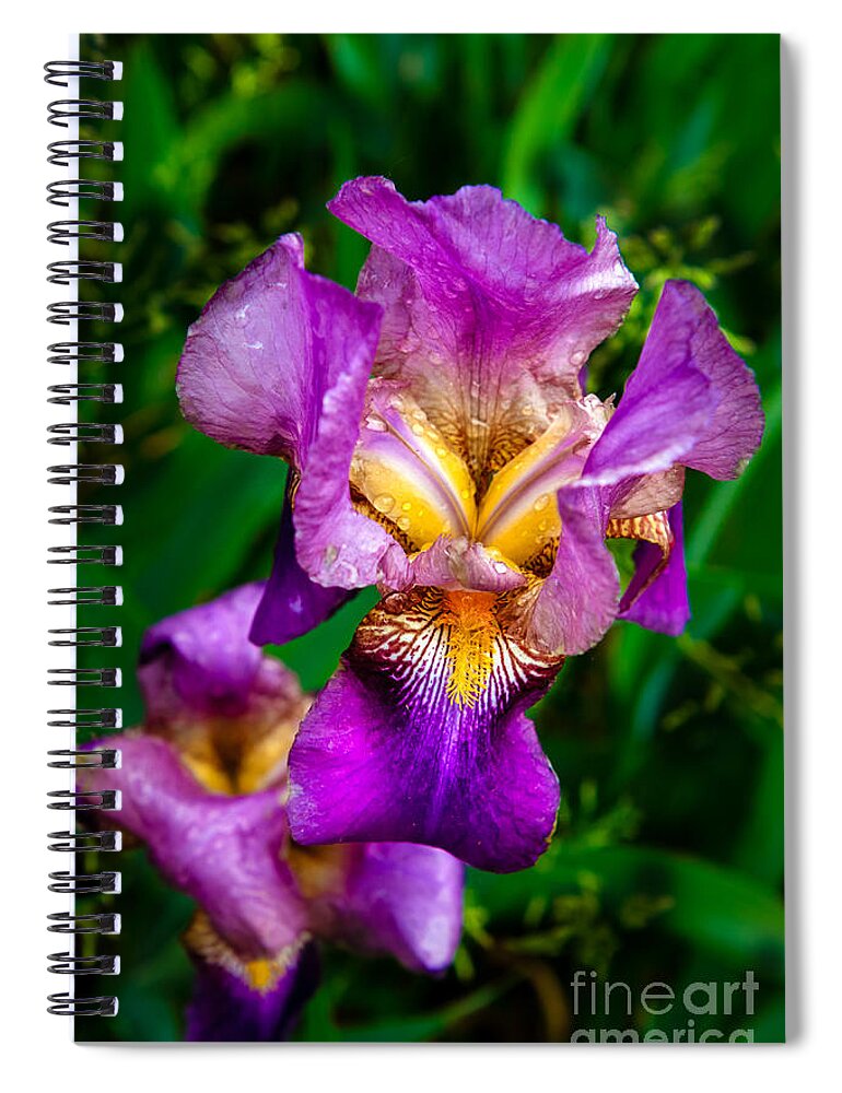 Iris Spiral Notebook featuring the photograph The Beautiful Iris by Robert Bales