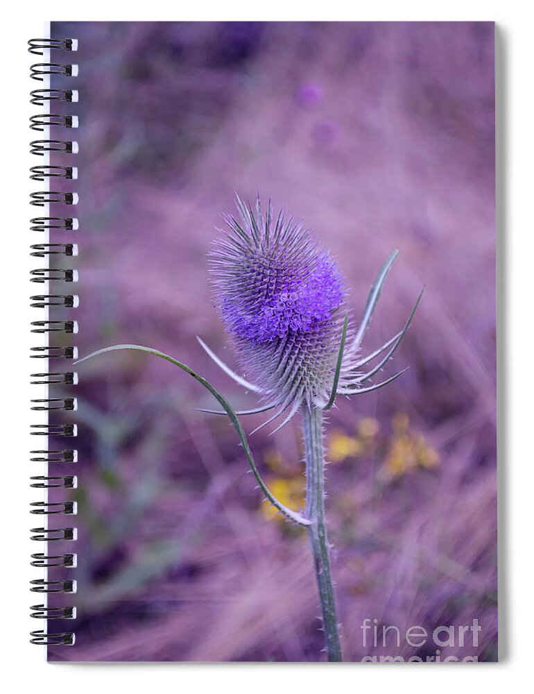 Michelle Meenawong Spiral Notebook featuring the photograph The Blue Softness Of A Teasel by Michelle Meenawong