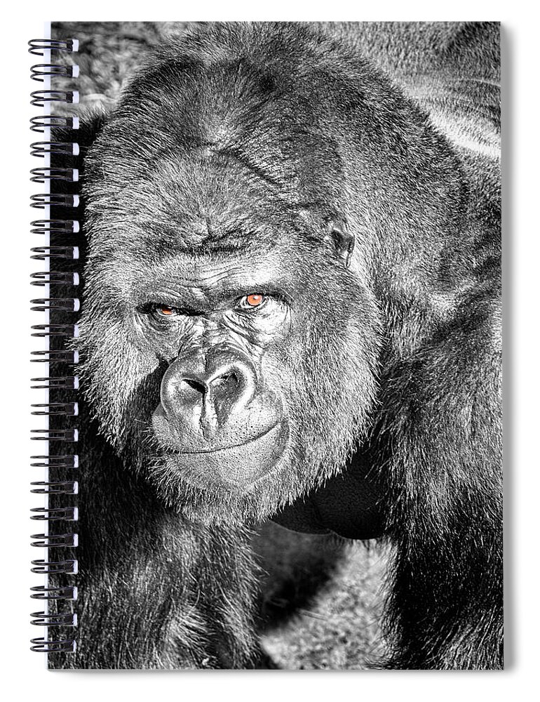 The Bouncer Spiral Notebook featuring the photograph The Bouncer Gorilla by David Millenheft