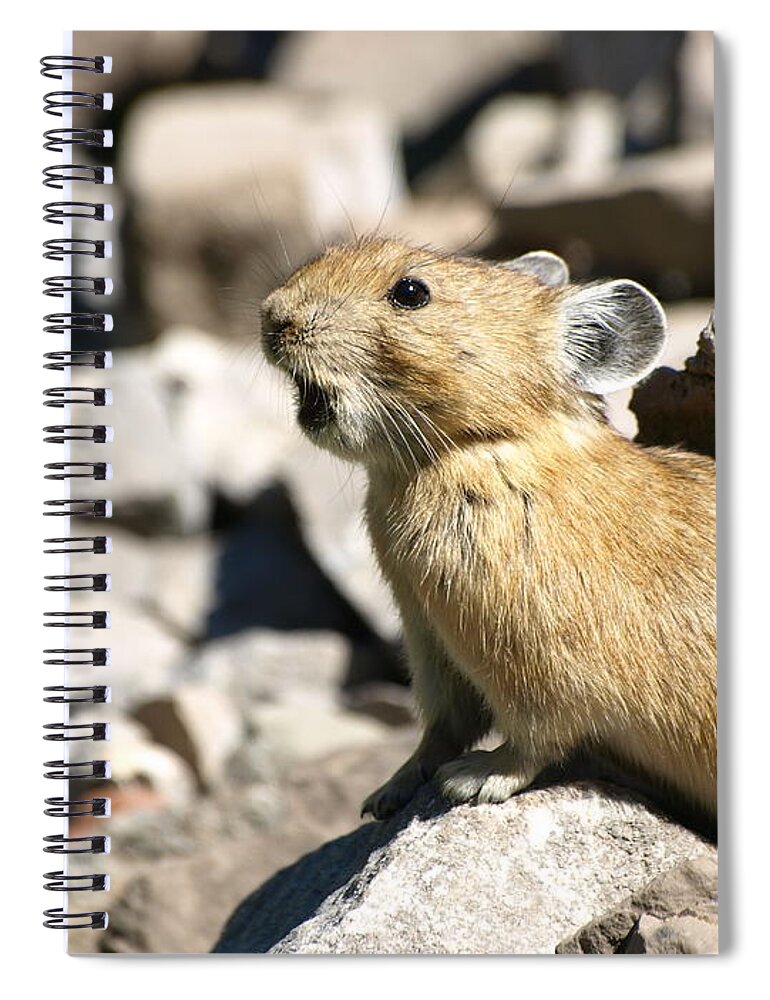 Animals Spiral Notebook featuring the photograph The Call Of The Pika by DeeLon Merritt