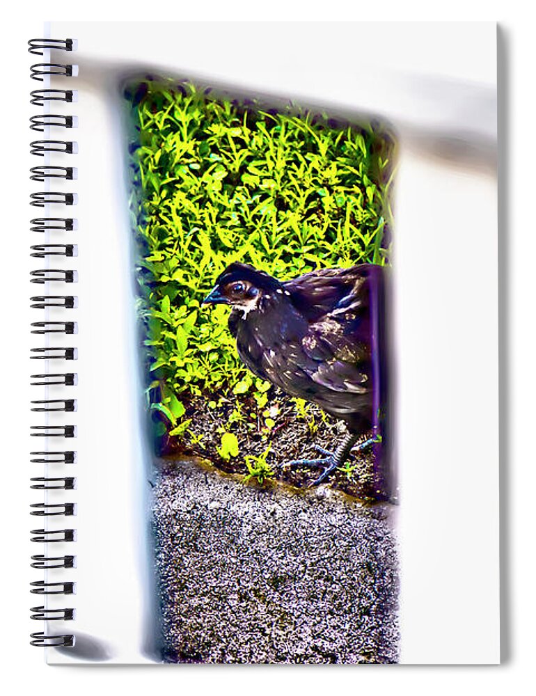 Chick Spiral Notebook featuring the photograph The Chick by Gina O'Brien