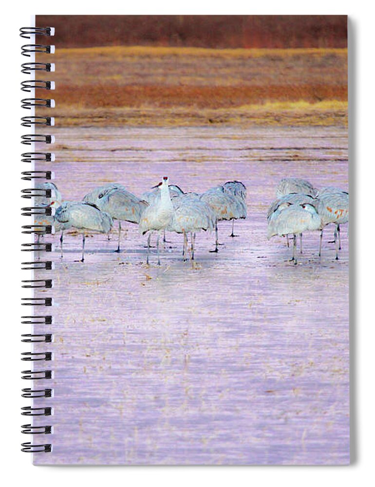 Bosque De Apache Spiral Notebook featuring the photograph The Cranes of Bosque by Marla Craven