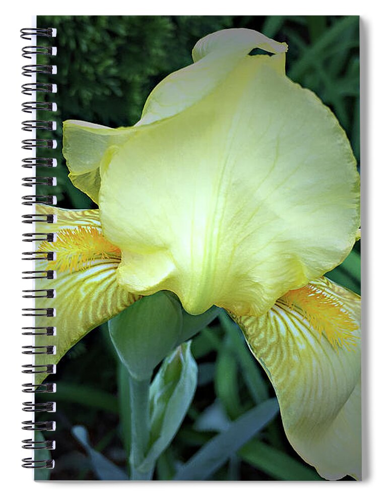 Iris Spiral Notebook featuring the photograph The Dainty Side of an Iris by Sherry Hallemeier