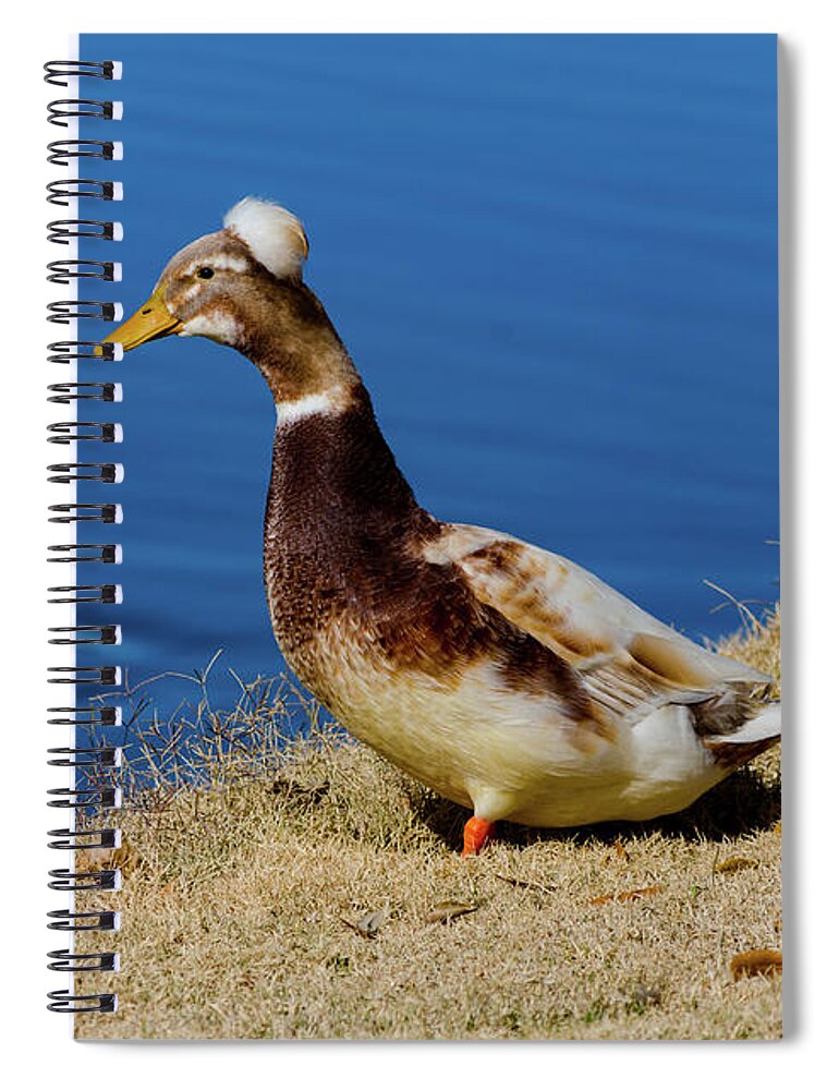 Pillbox Hat Spiral Notebook featuring the photograph The Duck with the Pillbox Hat by Douglas Killourie