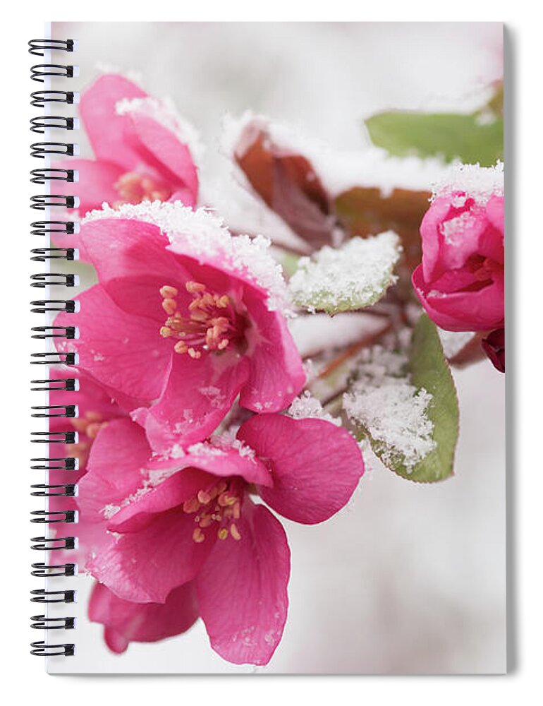 Spring Spiral Notebook featuring the photograph The End of Winter by Ana V Ramirez