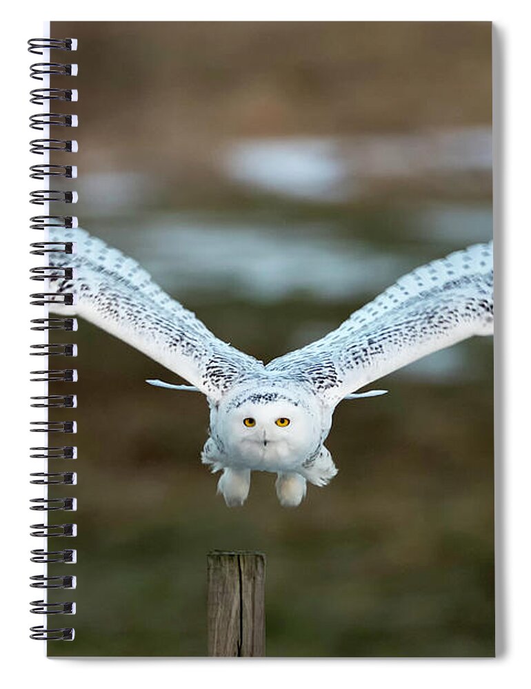 Snowy Spiral Notebook featuring the photograph The Eyes of Intent by Everet Regal