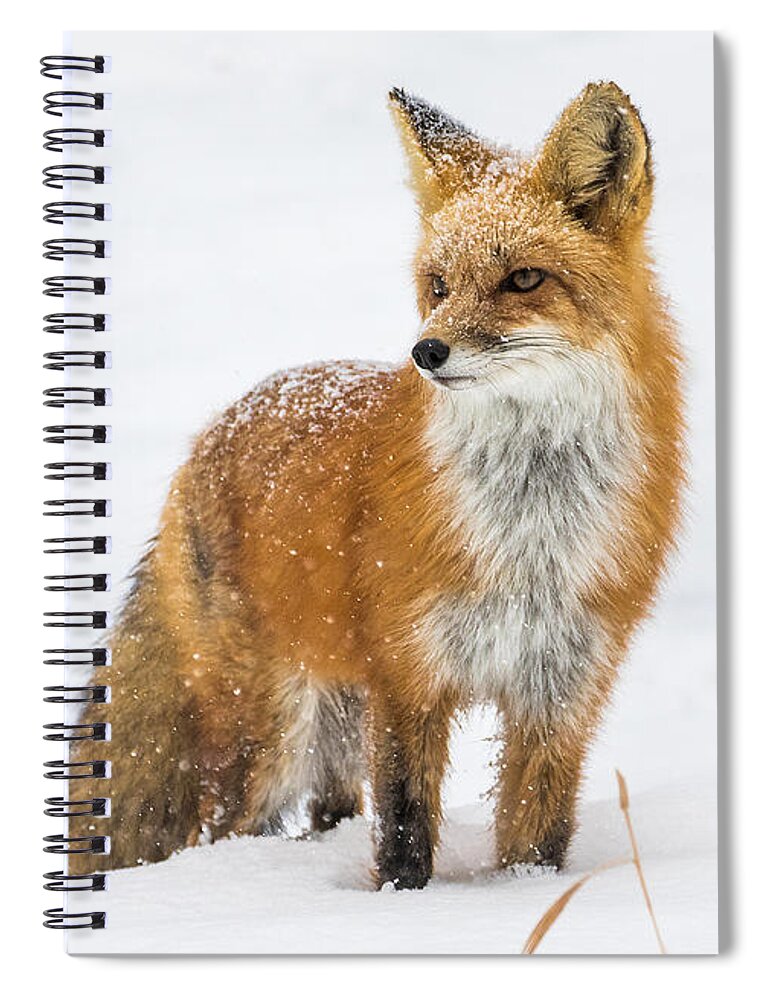 Red Fox Spiral Notebook featuring the photograph The Fox and the Blizzard #3 by Mindy Musick King