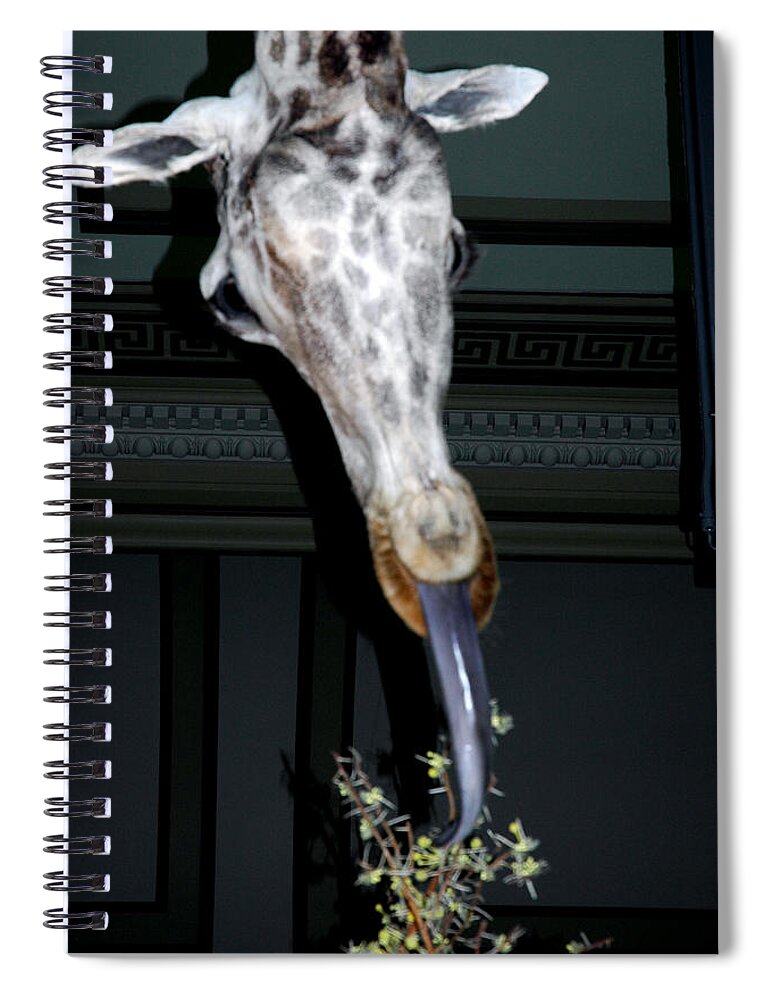 Usa Spiral Notebook featuring the photograph The Giraffe by LeeAnn McLaneGoetz McLaneGoetzStudioLLCcom