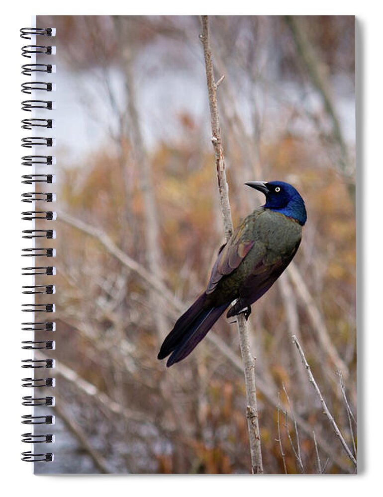 Common Grackle Spiral Notebook featuring the photograph The Grackle by Steve L'Italien
