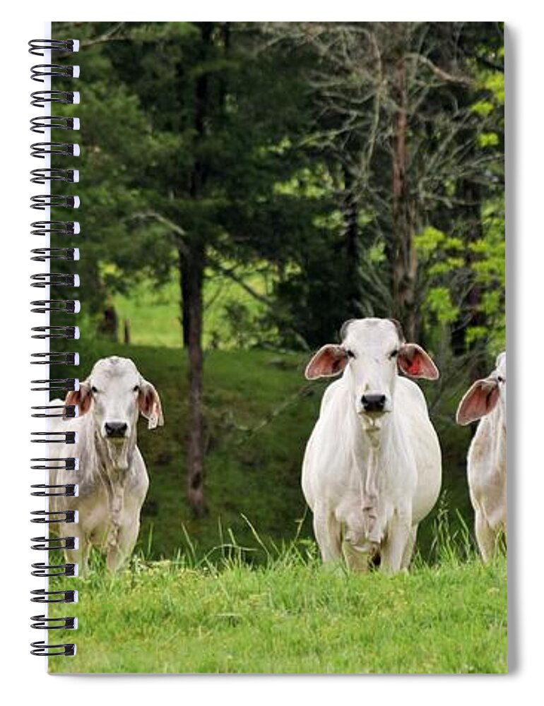 Cattle Spiral Notebook featuring the photograph The Grass Is Always Green On the Other Side of The Fence by John Glass