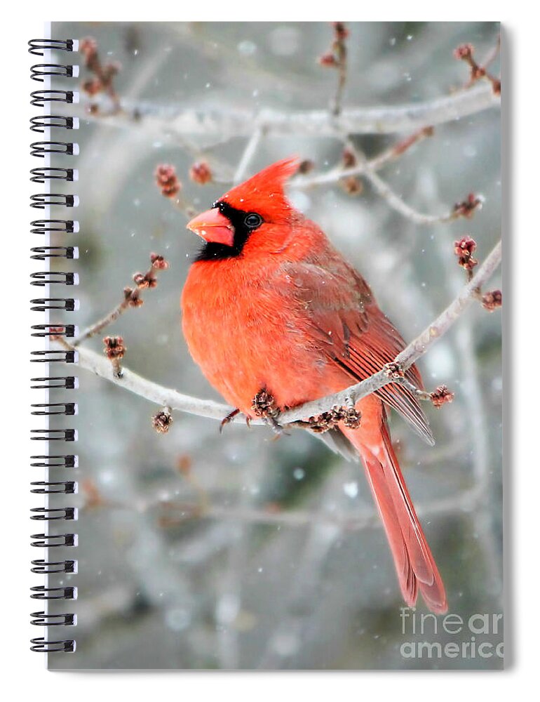 Northern Cardinal Spiral Notebook featuring the photograph The Guardian by Tina LeCour