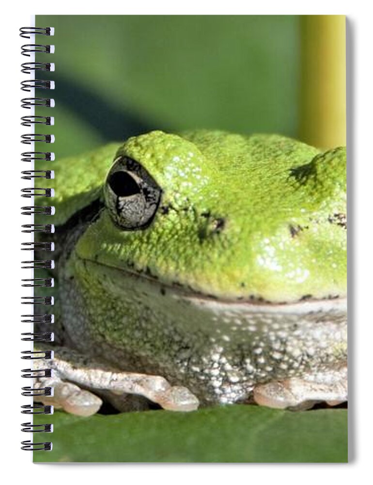 Frog Spiral Notebook featuring the photograph The Happiest Tree Frog by Michael Hall