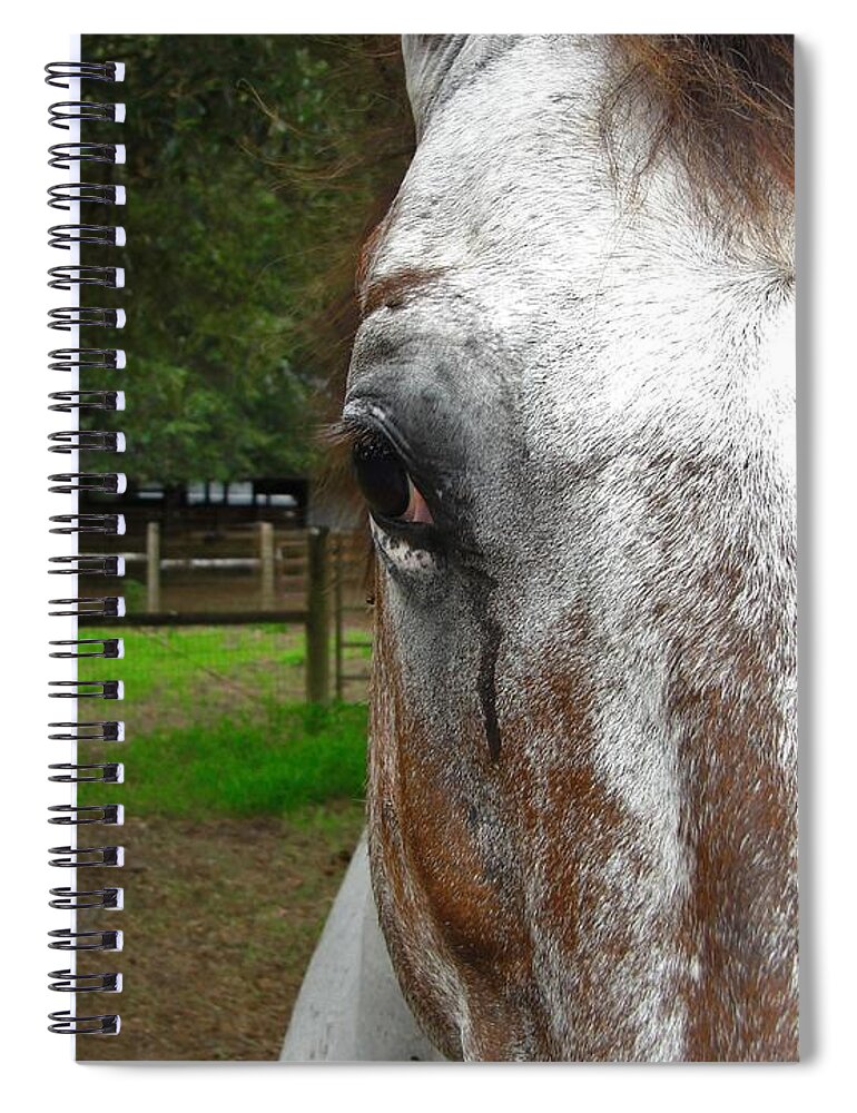 Horse Spiral Notebook featuring the photograph The Horse by Carl Moore