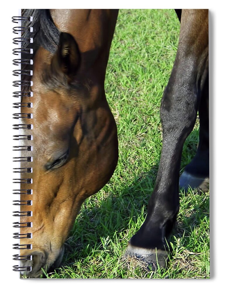 Horse Spiral Notebook featuring the photograph The Horse Nibble by D Hackett