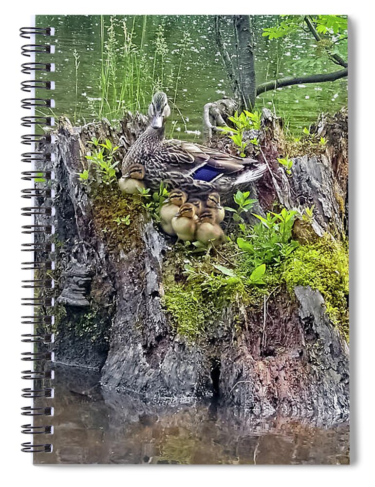 Mallard Duck Spiral Notebook featuring the photograph The island of the ducklings by Asbed Iskedjian