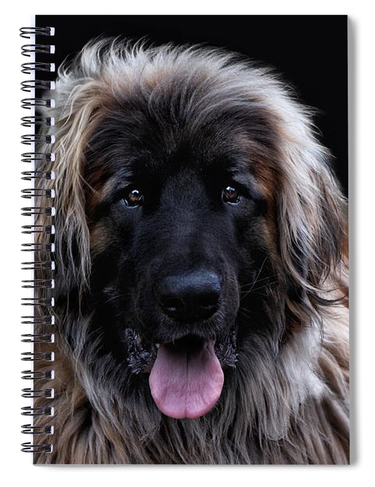 Animals Spiral Notebook featuring the photograph The Leonberger by Joachim G Pinkawa
