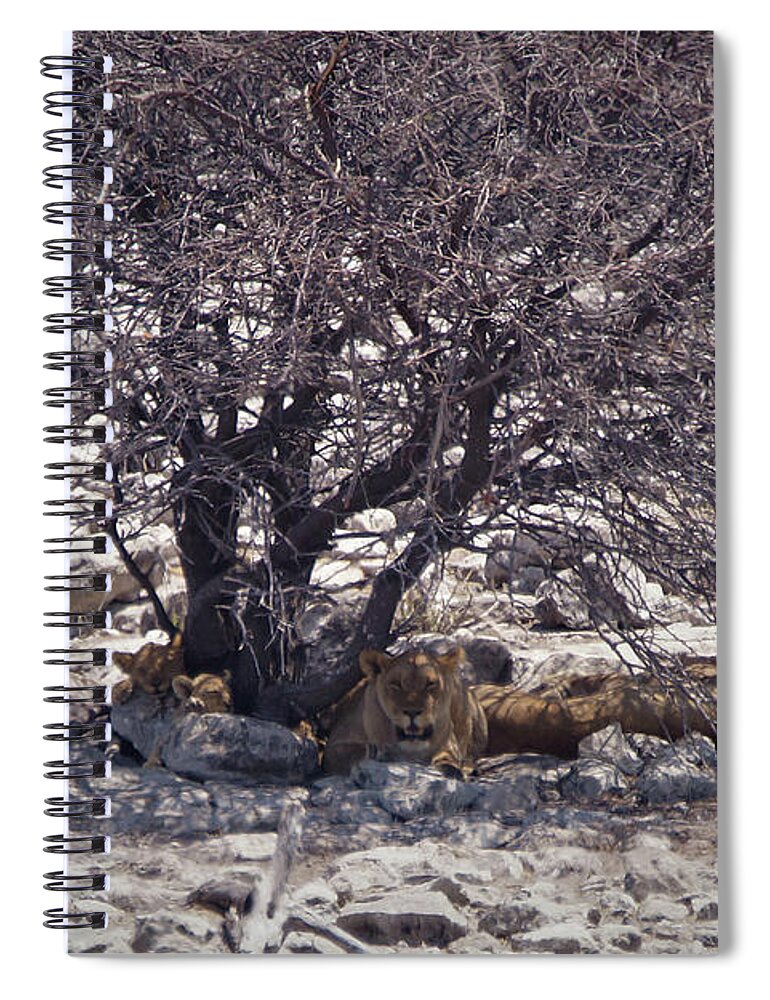 Namibia Spiral Notebook featuring the photograph The Lion Family by Ernest Echols