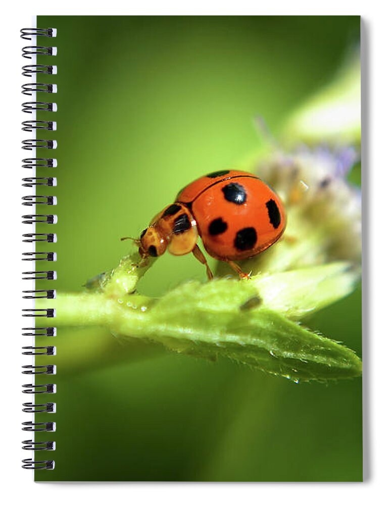 Michelle Meenawong Spiral Notebook featuring the photograph The Little Ladybug by Michelle Meenawong