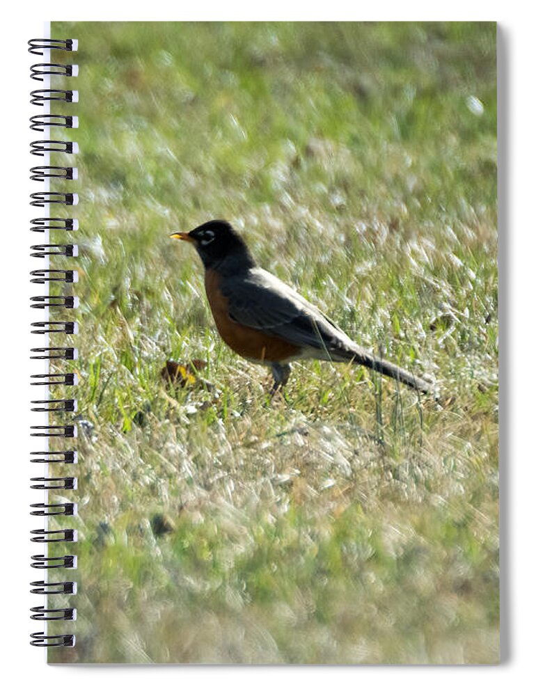 American Robin Spiral Notebook featuring the photograph The Lone Robin by Holden The Moment